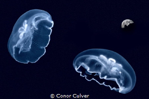 "Moon Dance" Part of my Underwater Surrealism series. Moo... by Conor Culver 
